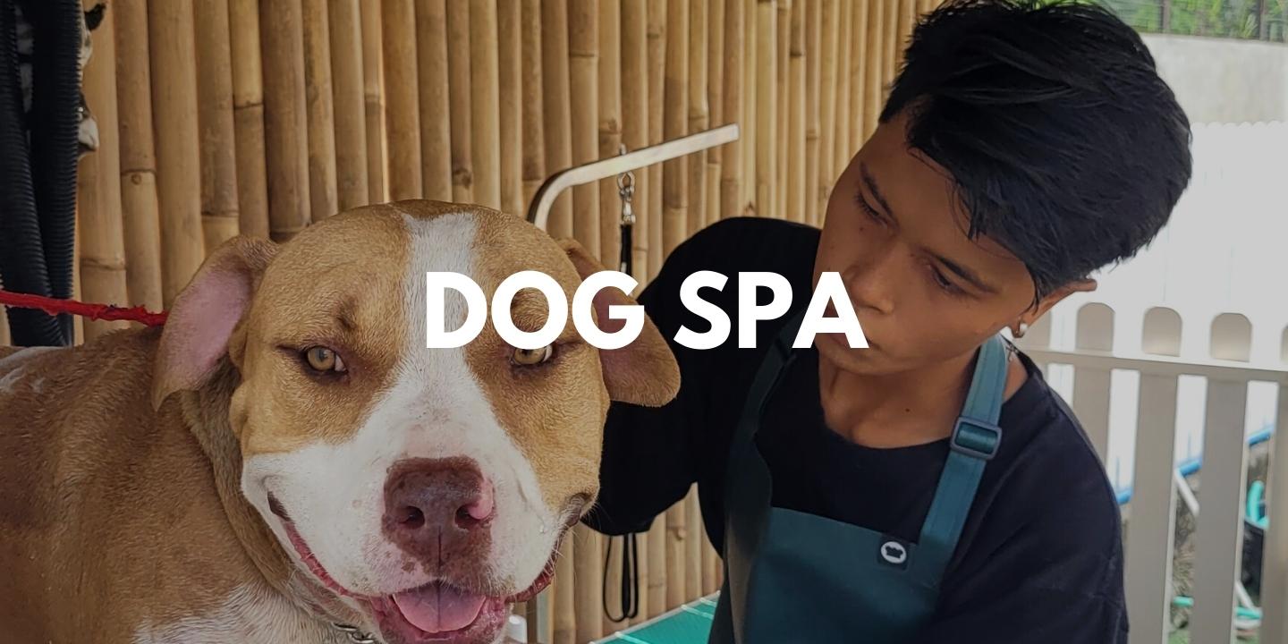 Dog Spa at The Dog Club Bali